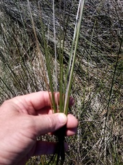 Juncus roemerianus