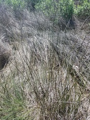 Juncus roemerianus