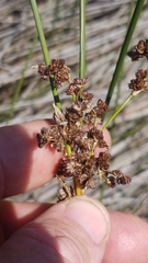 Juncus roemerianus