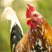 Domestic Chicken - Photo (c) Héctor Farah, some rights reserved (CC BY-NC)