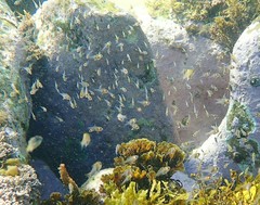 Schuettea scalaripinnis