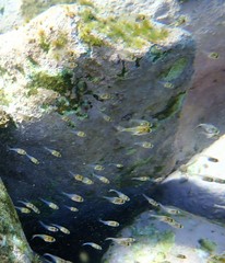 Schuettea scalaripinnis