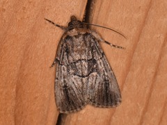 Sympistis infixa
