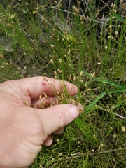 Eleocharis albida