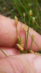 Eleocharis albida