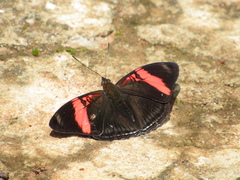 Adelpha lycorias lycorias