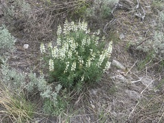 Lupinus sulphureus