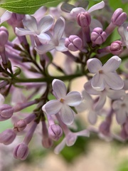 Syringa vulgaris
