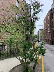Syringa vulgaris