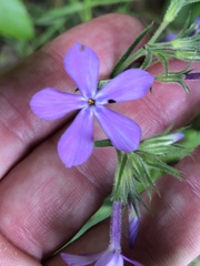 Phlox pilosa pilosa