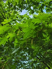 Acer macrophyllum