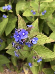 Pentaglottis sempervirens