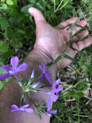 Phlox pilosa pilosa