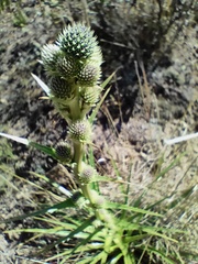 Eryngium paniculatum