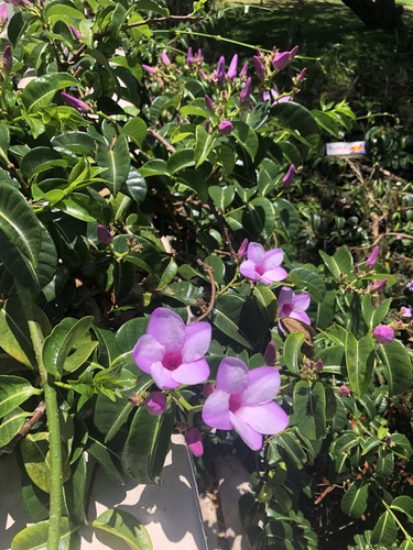 Cryptostegia grandiflora observed 2021-05-08