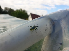 Chlorophanus viridis