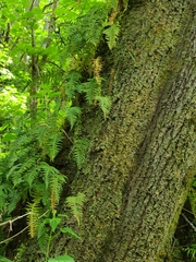 Polypodium glycyrrhiza