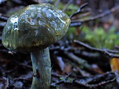 Cortinarius turcopes