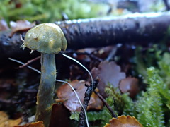 Cortinarius turcopes