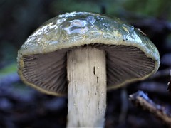 Cortinarius turcopes