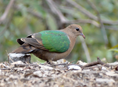 Chalcophaps longirostris