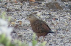 Columbina talpacoti