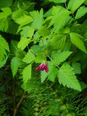 Rubus spectabilis