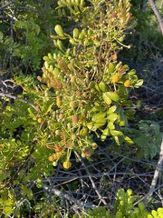 Zanthoxylum fagara