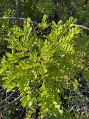 Zanthoxylum fagara