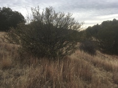 Berberis haematocarpa