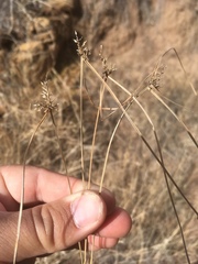Cyperus fendlerianus