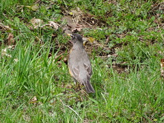 Turdus migratorius