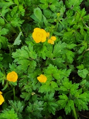 Ranunculus repens