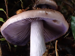 Cortinarius bellus