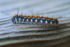 Malacosoma constricta