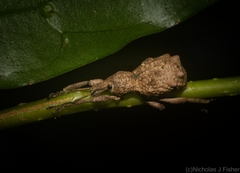 Leptopius tetraphysodes