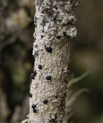 Mycoblastus sanguinarius