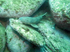 Brachaelurus waddi