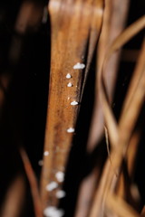 Panellus minimus
