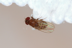 Drosophila repleta