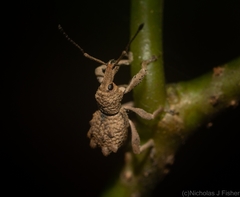 Leptopius tetraphysodes