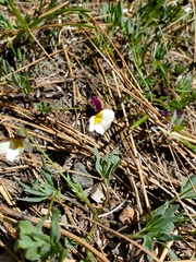 Viola hallii
