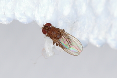 Drosophila repleta