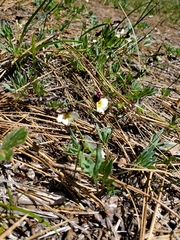 Viola hallii