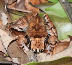 Limnonectes malesianus