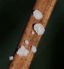 Panellus minimus