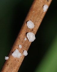 Panellus minimus