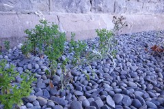 Golovinomyces fischeri