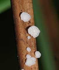 Panellus minimus