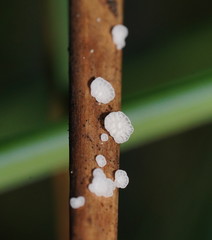 Panellus minimus